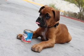 A brown puppy with a black collar lies on a concrete surface, sticking its tongue out. Beside the puppy is an opened can with colorful labeling.