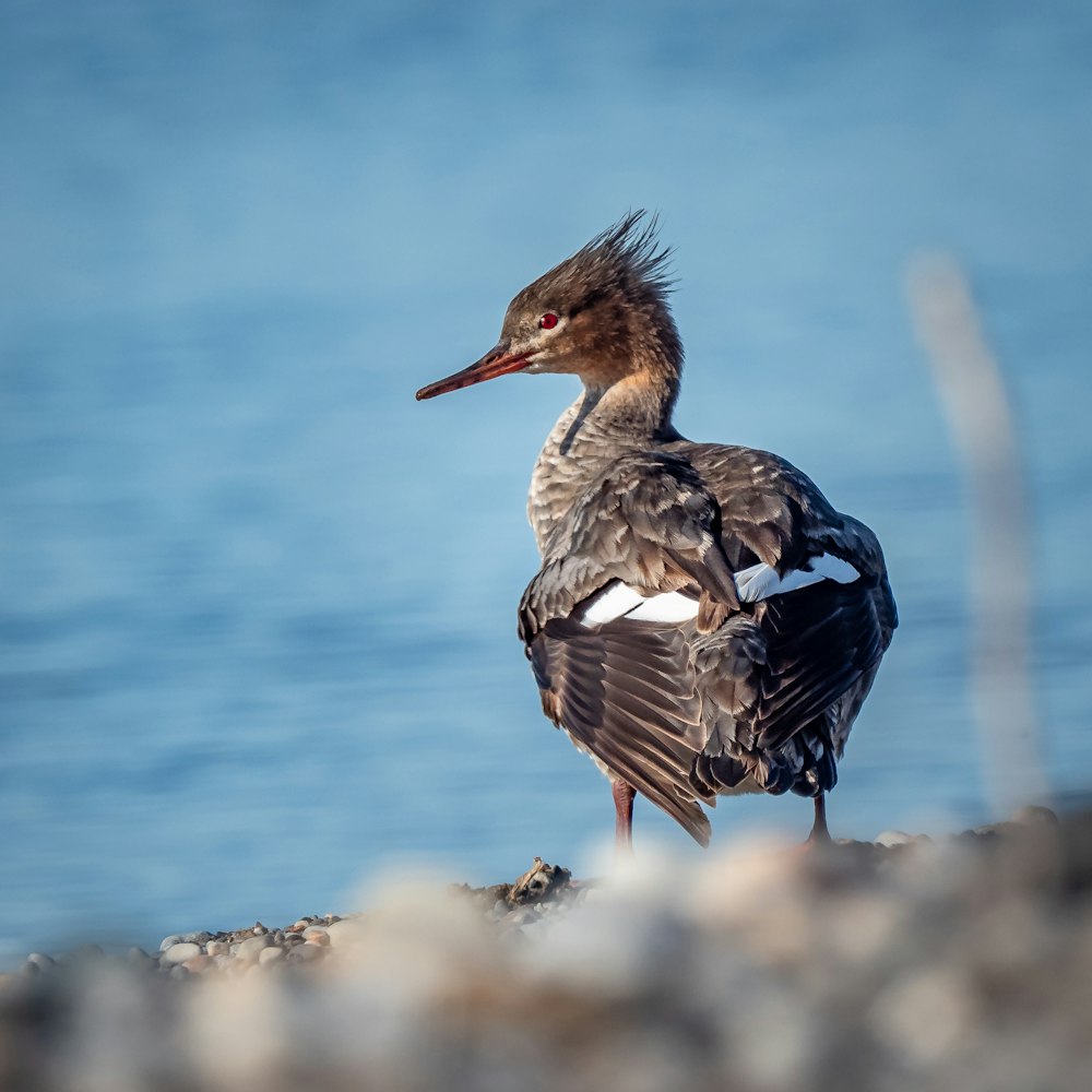 a bird standing on a rock next to a body of water