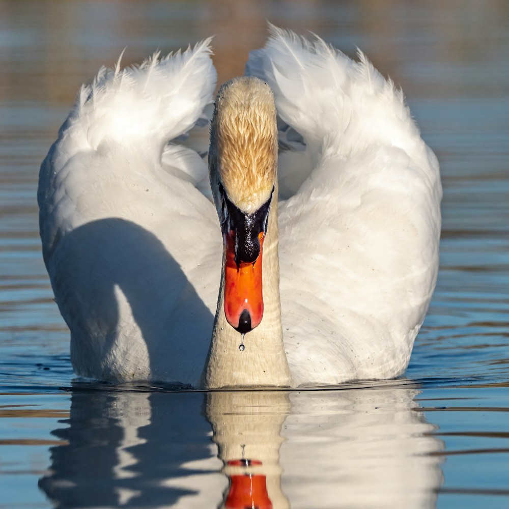 a white swan with orange beak sitting in the water