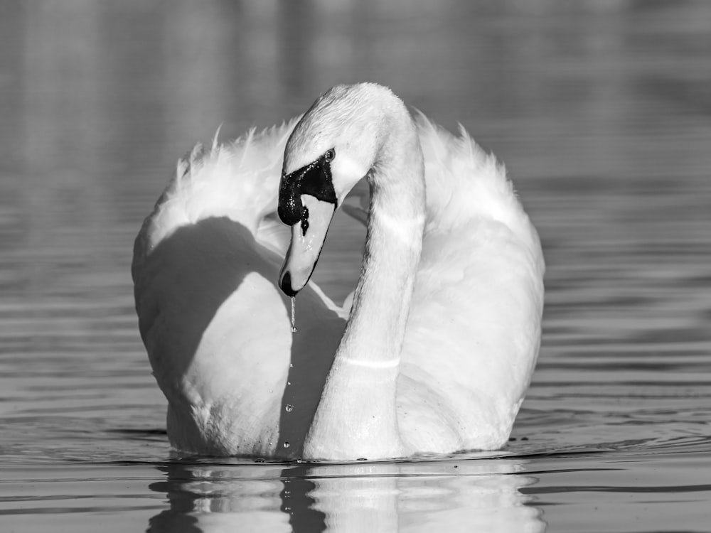 a black and white photo of a swan in the water