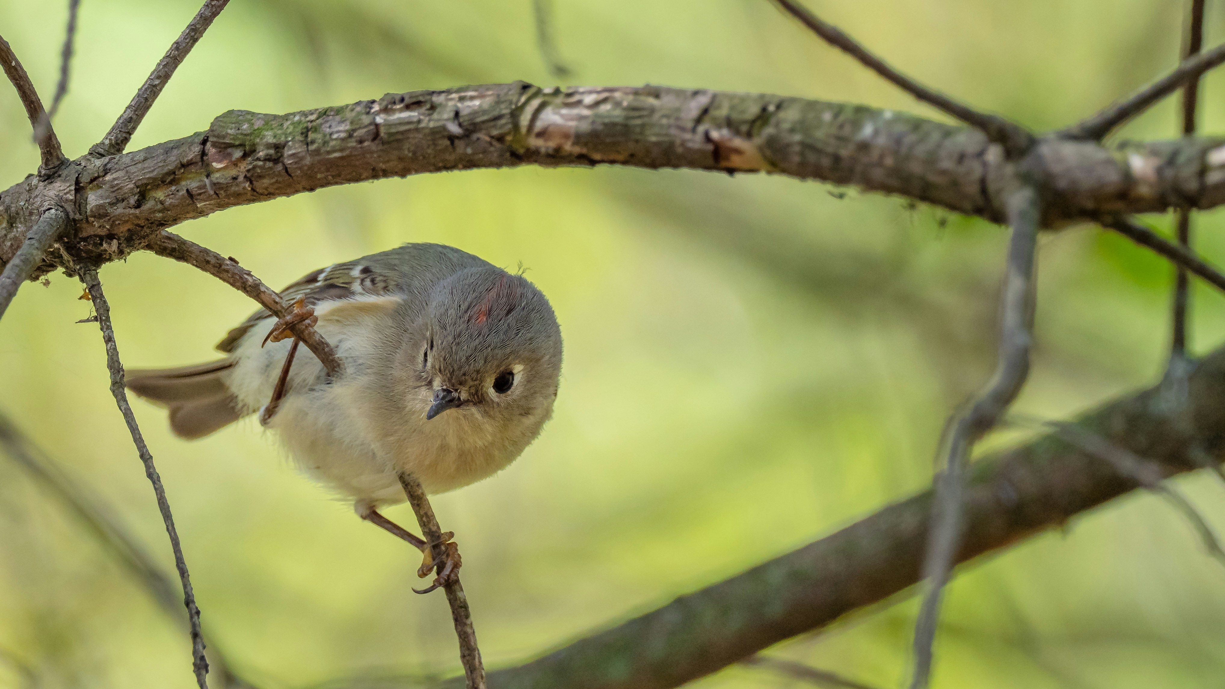 seekor burung kecil bertengger di dahan pohon