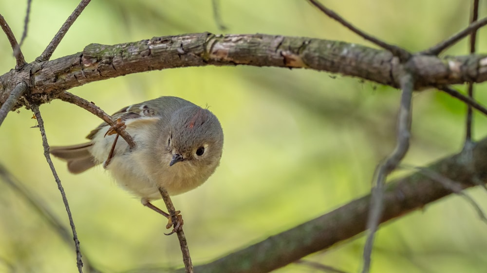 a small bird perched on a branch of a tree