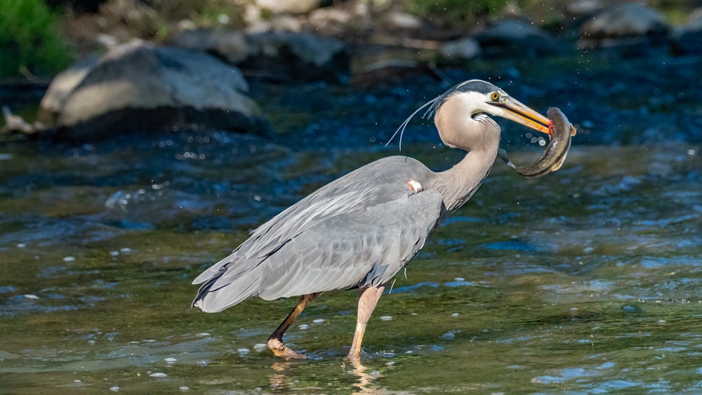 Un uccello con un pesce in bocca