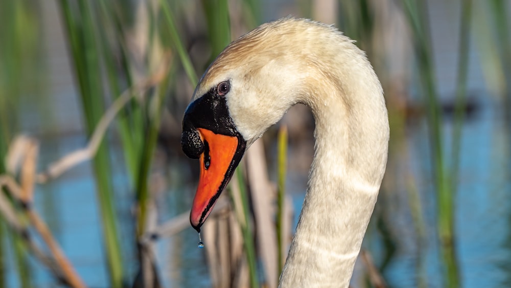 a close up of a swan near some water