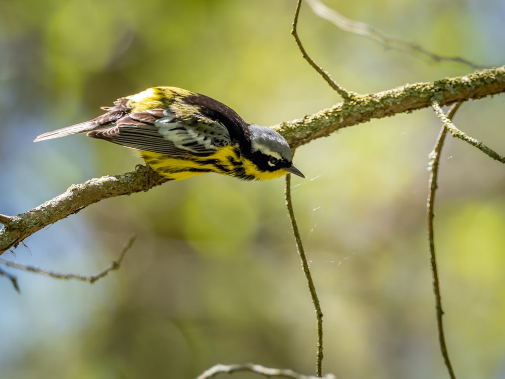 a small yellow and black bird perched on a branch