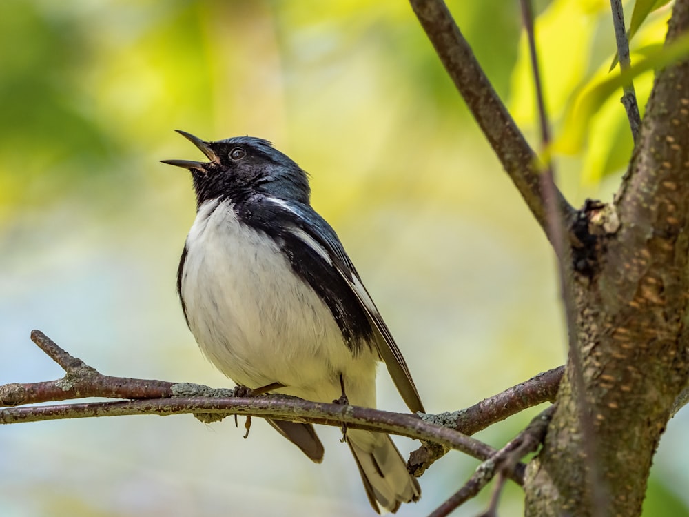 a black and white bird sitting on a tree branch