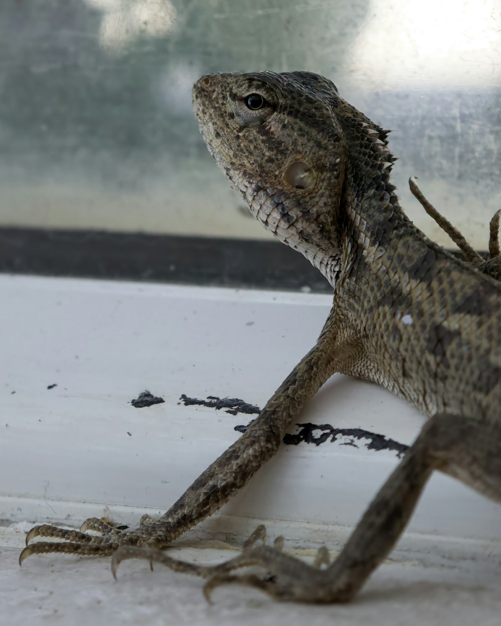 a lizard is sitting on a window sill