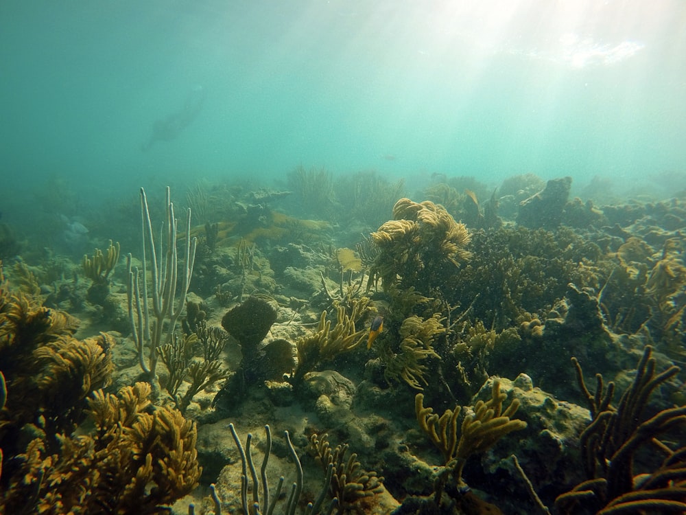 Una vista submarina de un arrecife de coral y algas marinas