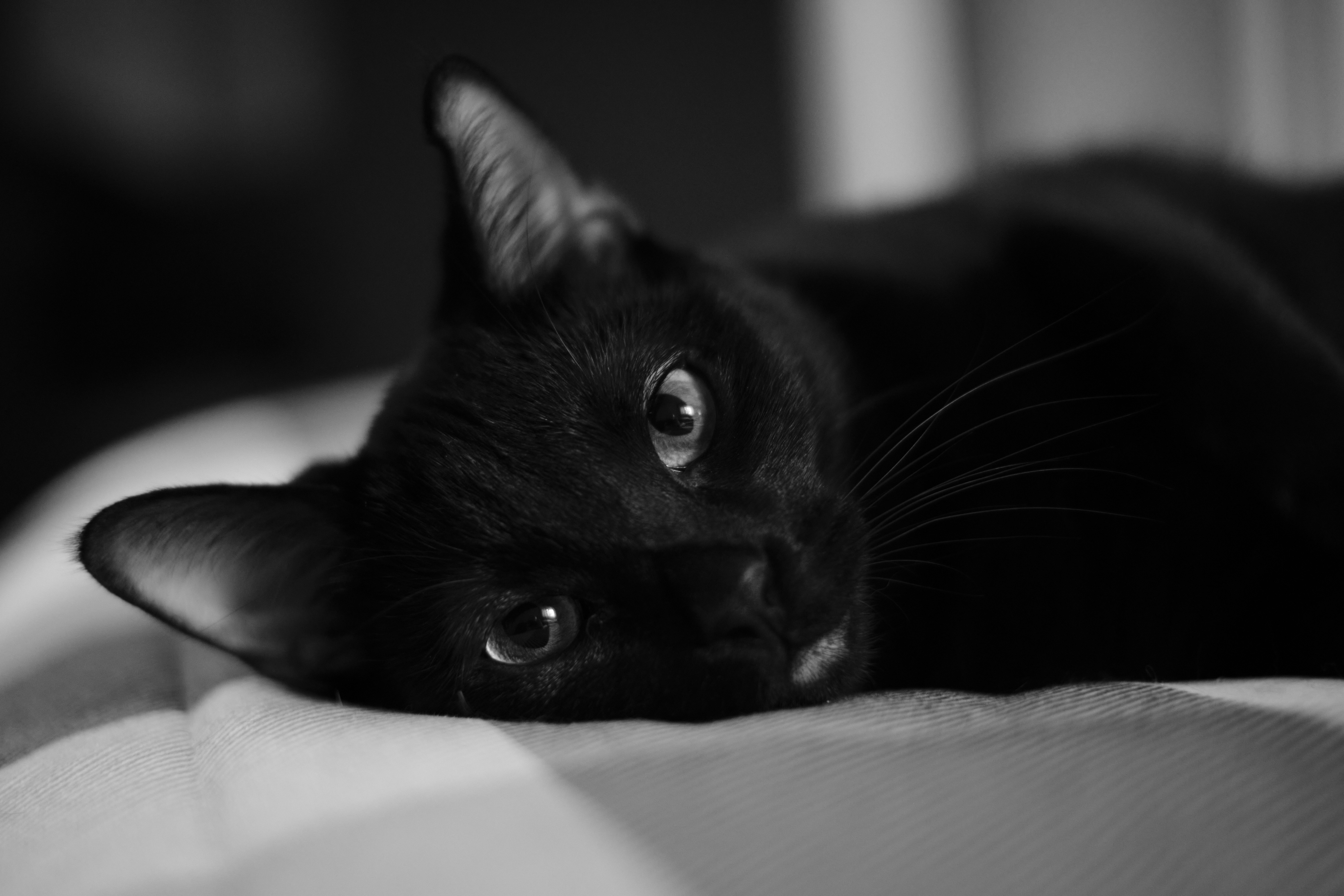 Close-up portrait of a black cat with wide eyes beneath a bonsai tree