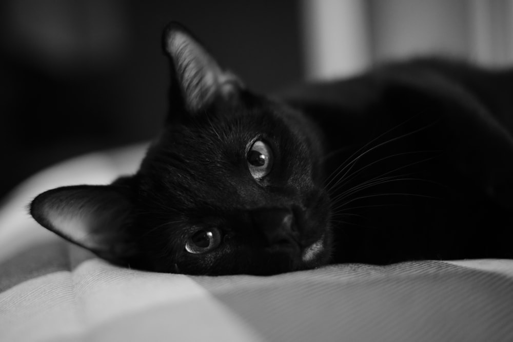 a black cat laying on top of a bed