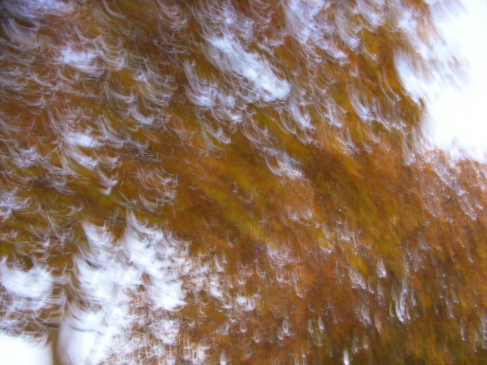 a blurry photo of a tree with leaves