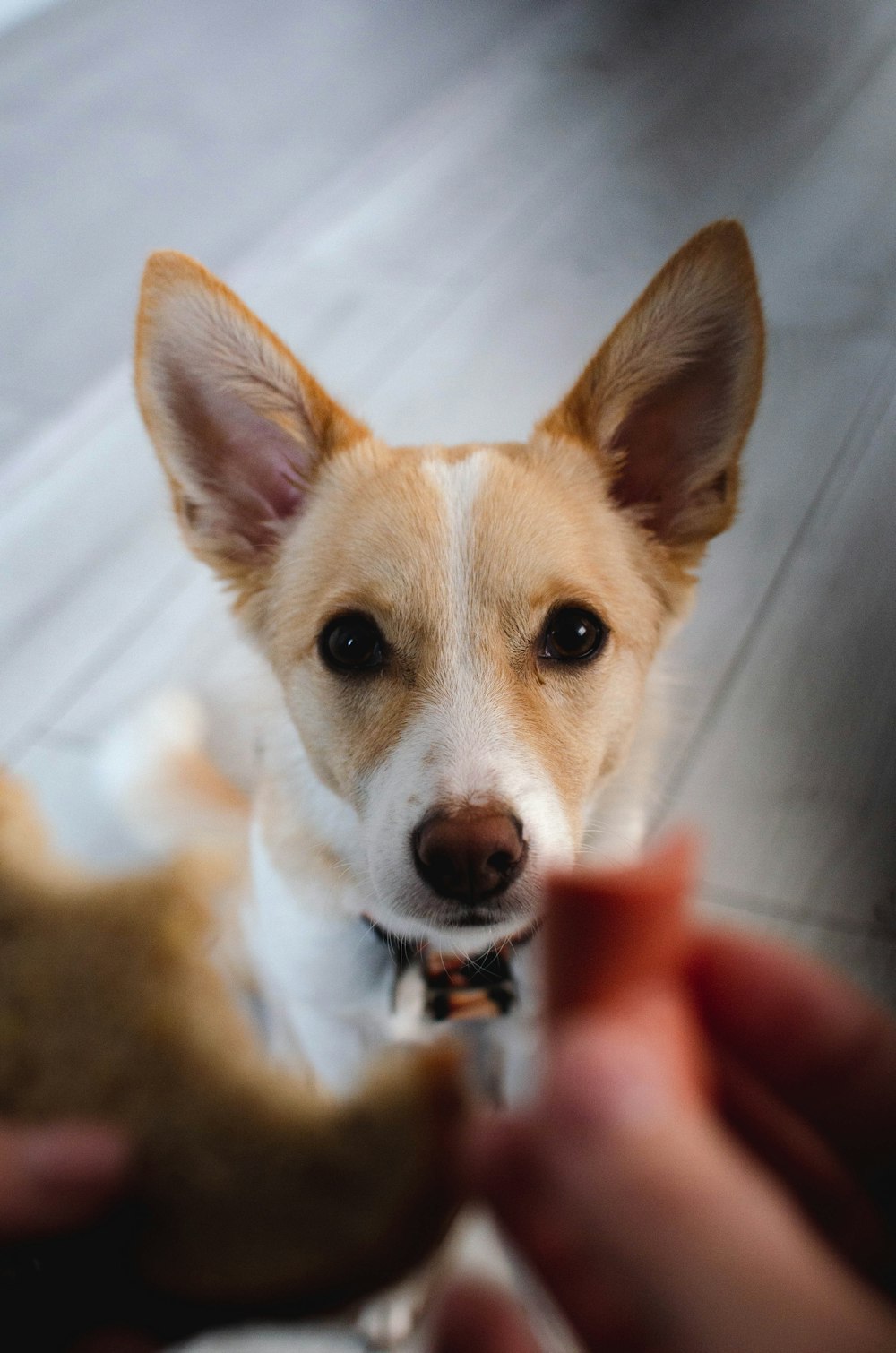 a small dog is being petted by a person