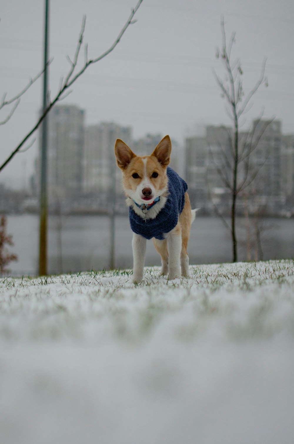 a small dog wearing a sweater in the snow