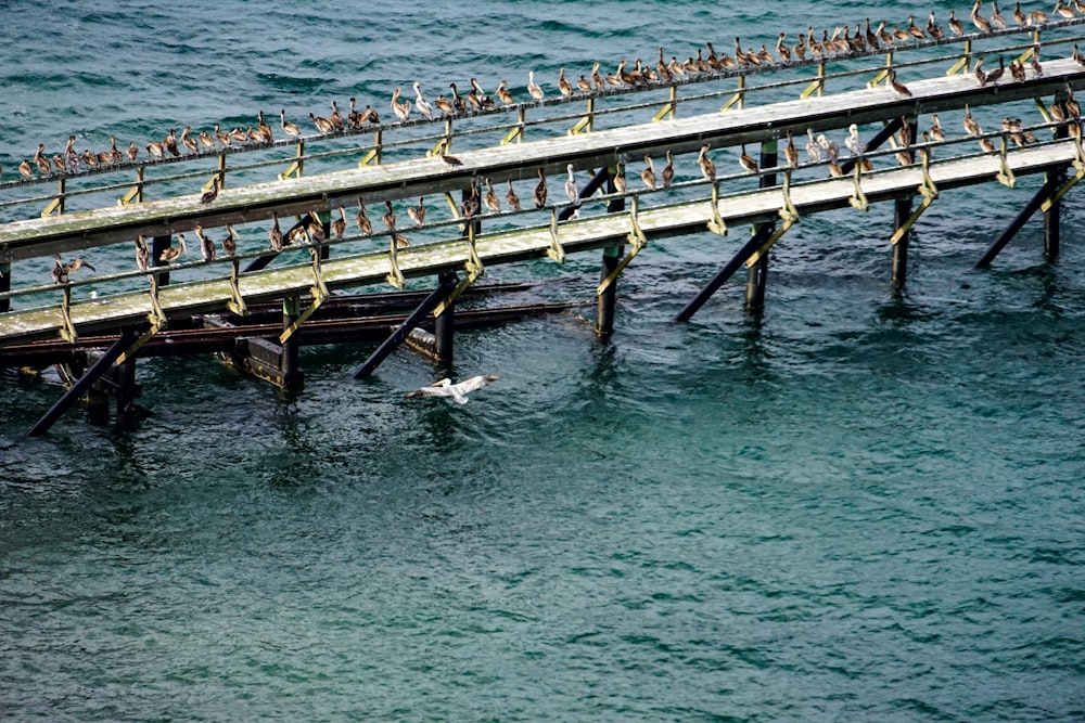 木製の桟橋の上に座っている鳥の群れ