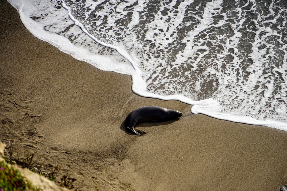 a seal laying on a beach next to the ocean