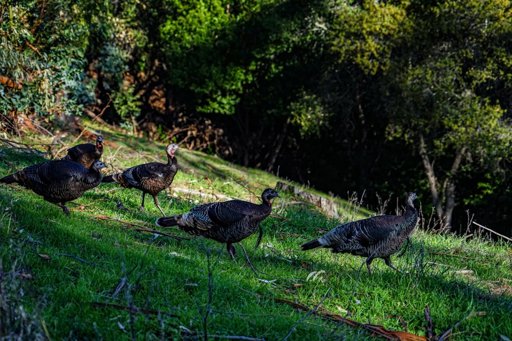 a group of turkeys walking on a grassy hill