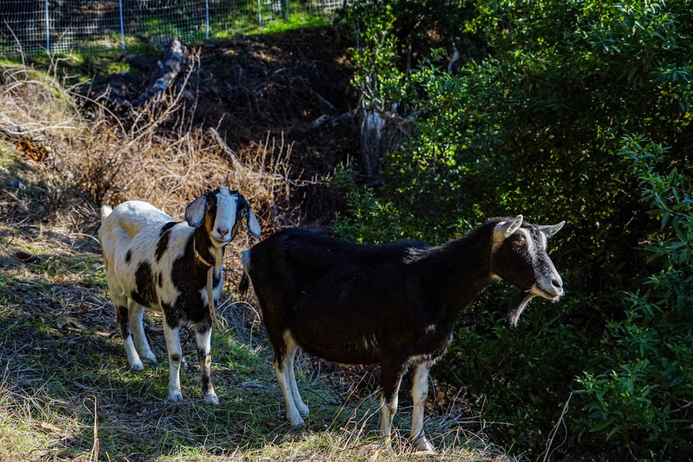 a couple of goats standing on top of a grass covered hillside