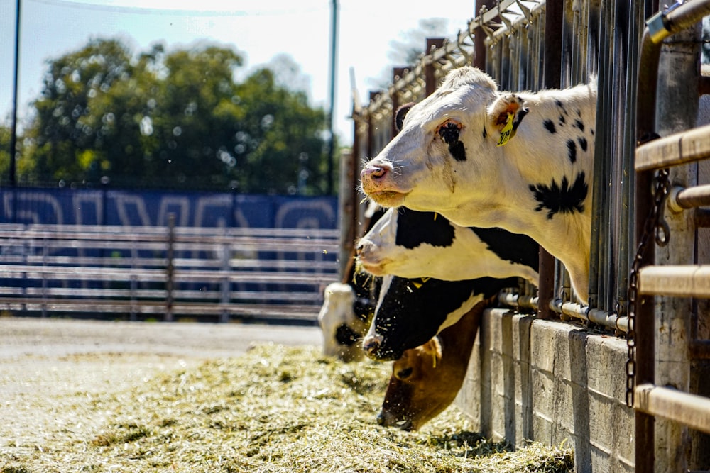 a cow sticking its head through a fence