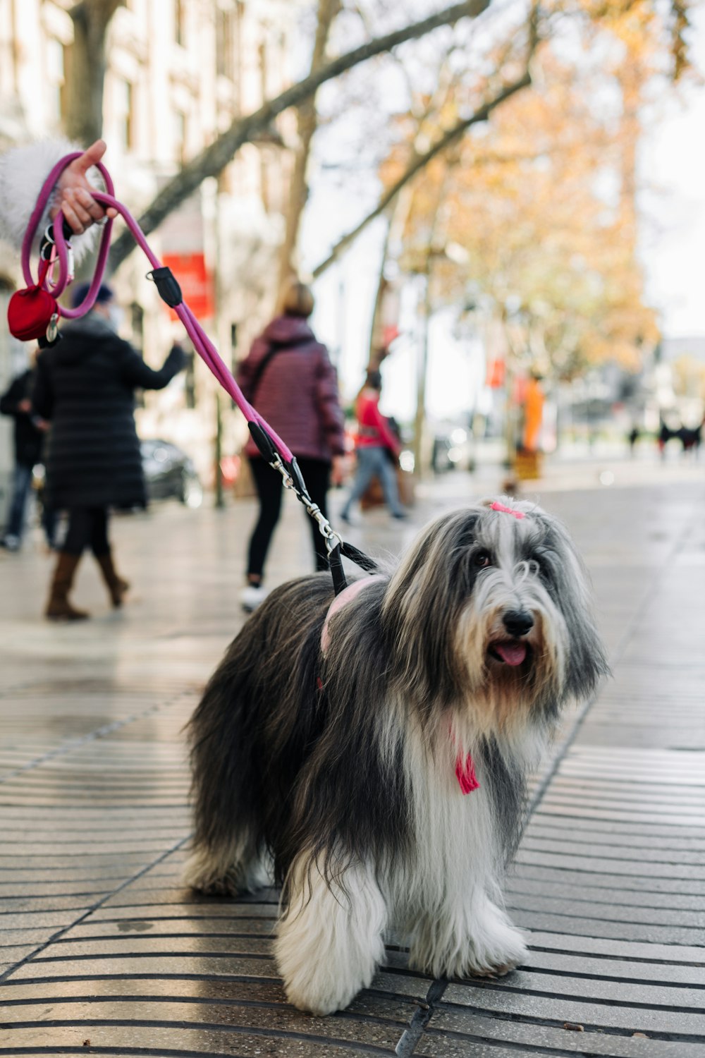Un cane al guinzaglio su una strada della città