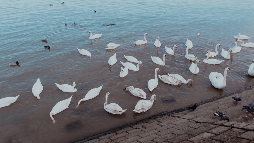 a flock of swans swimming in a body of water