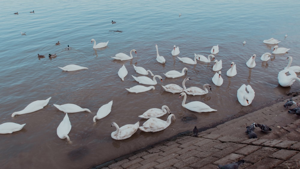 a flock of white swans swimming in a body of water