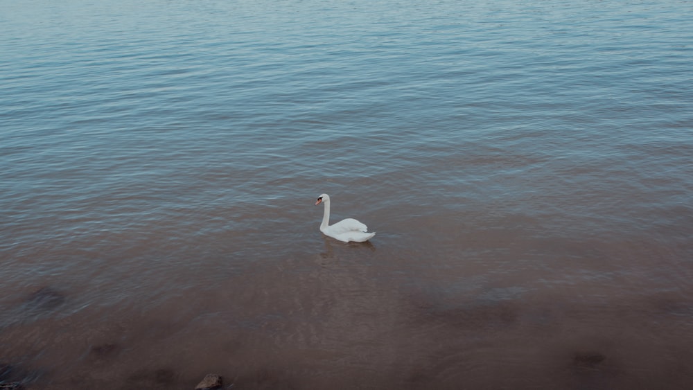 a white swan floating on top of a body of water