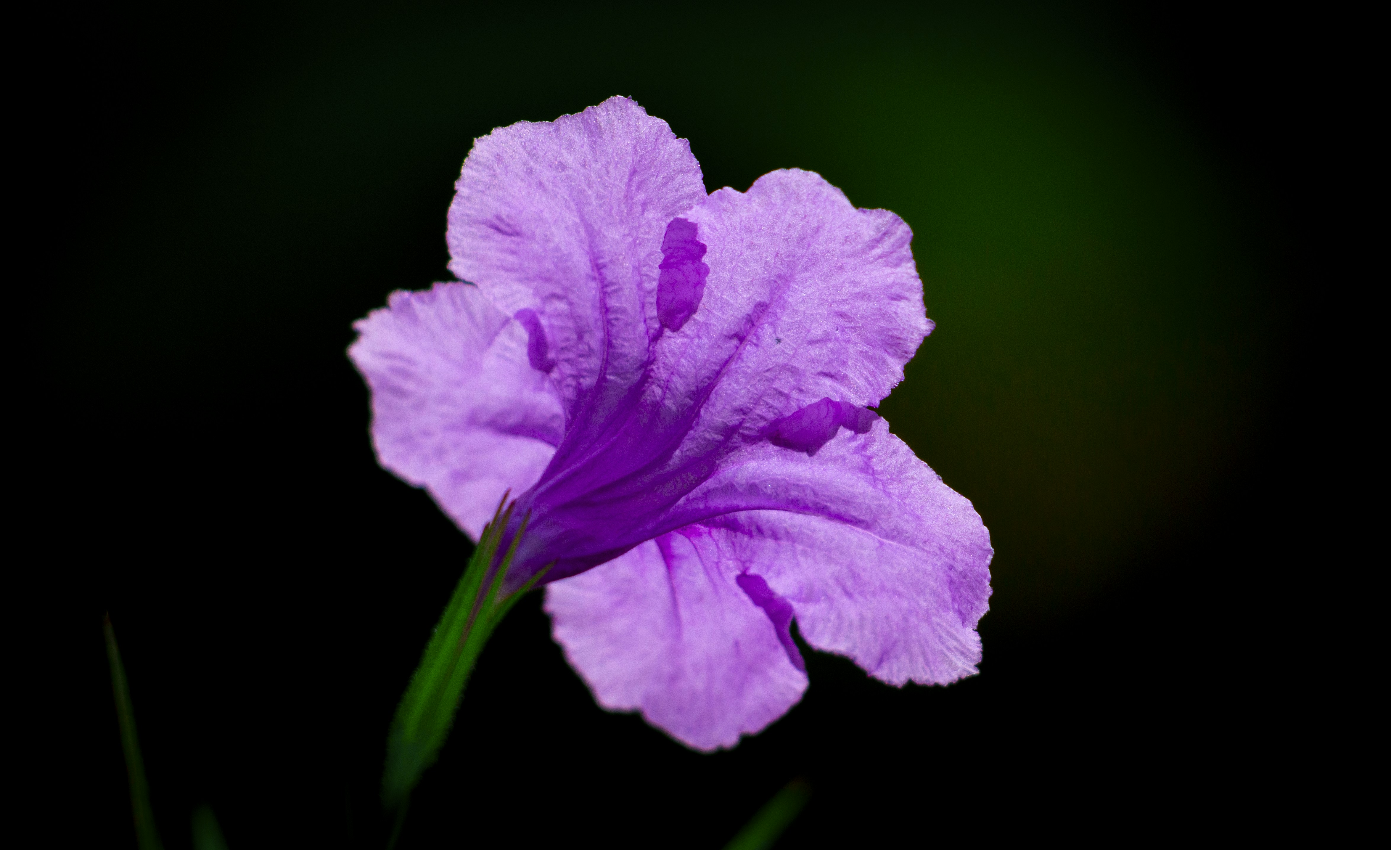 A purple flower with a black background photo Free Flower Image on Unsplash