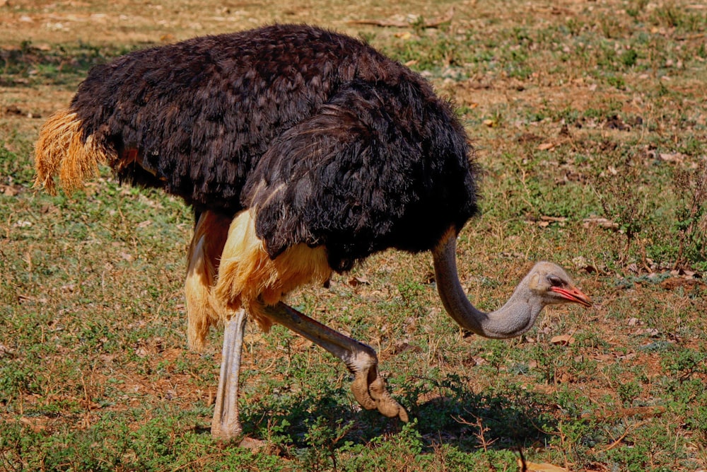 an ostrich is bending down to eat some grass