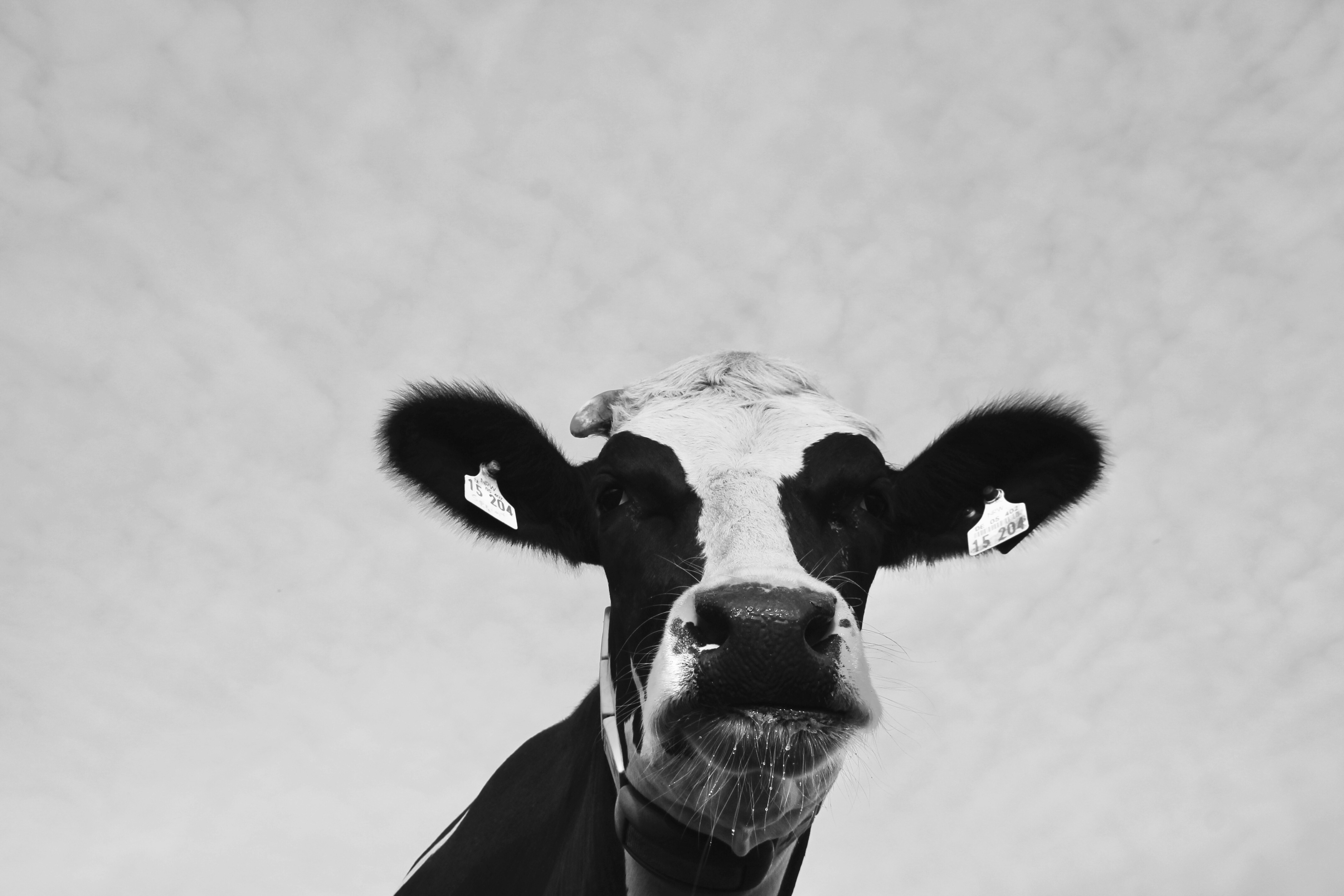 Black and white cow