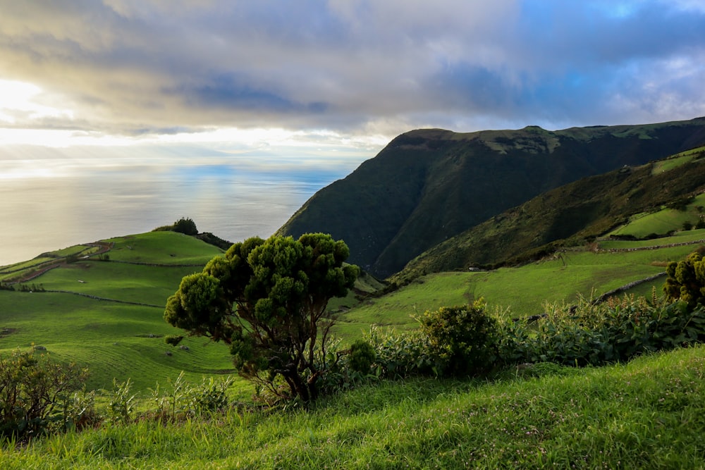 a lush green hillside with a tree in the foreground