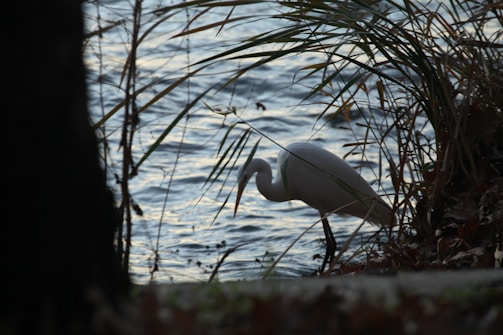 A Ridgway's rail standing quietly among marsh grasses at dawn.