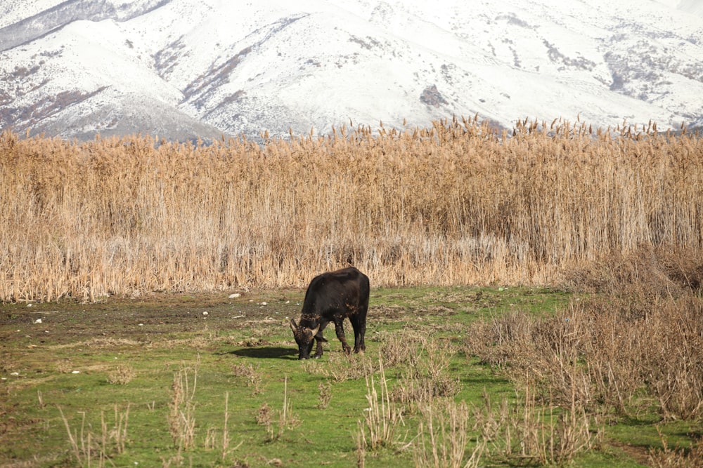 a cow grazing in a field with a mountain in the background