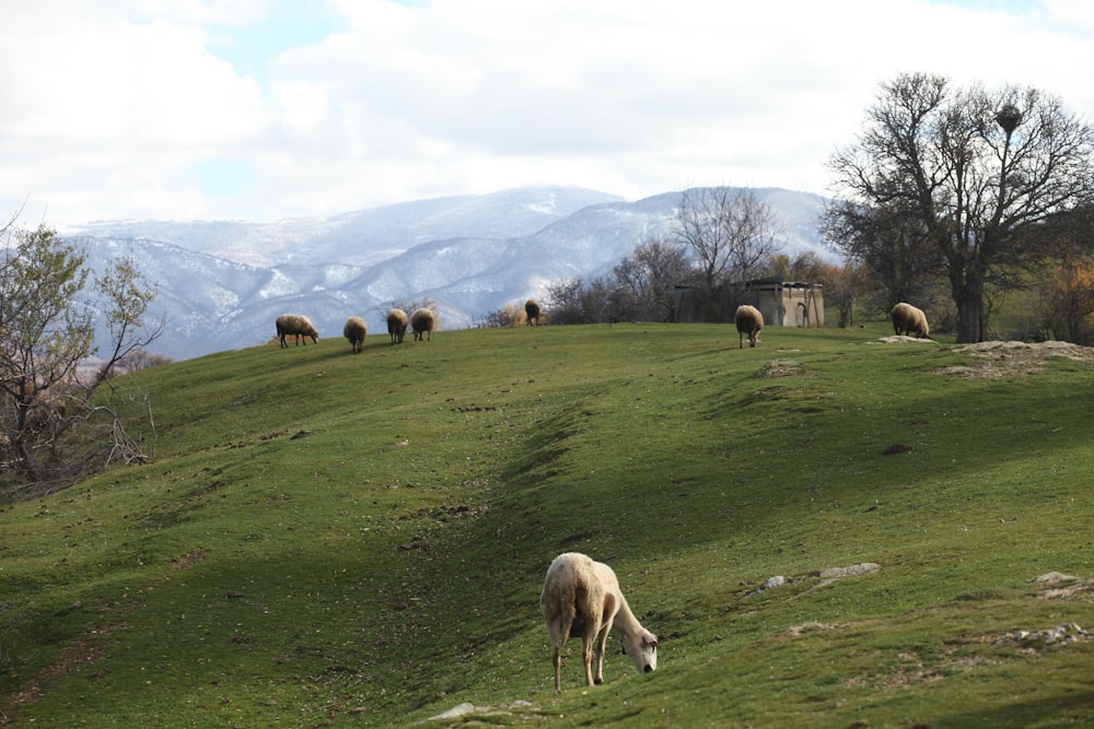 a herd of sheep grazing on a lush green hillside