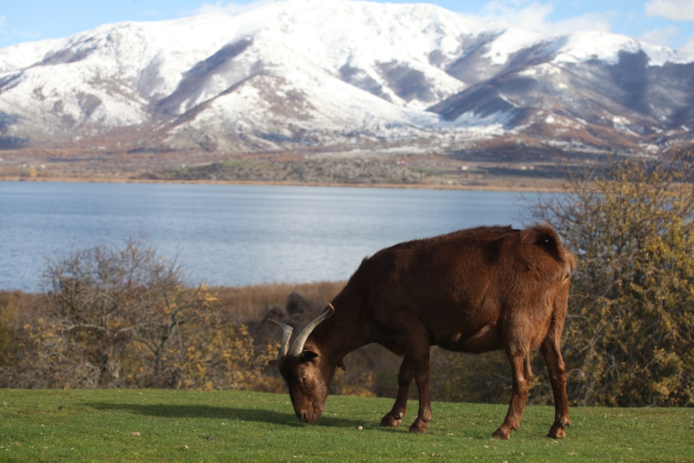 a cow grazing in a field with a mountain in the background