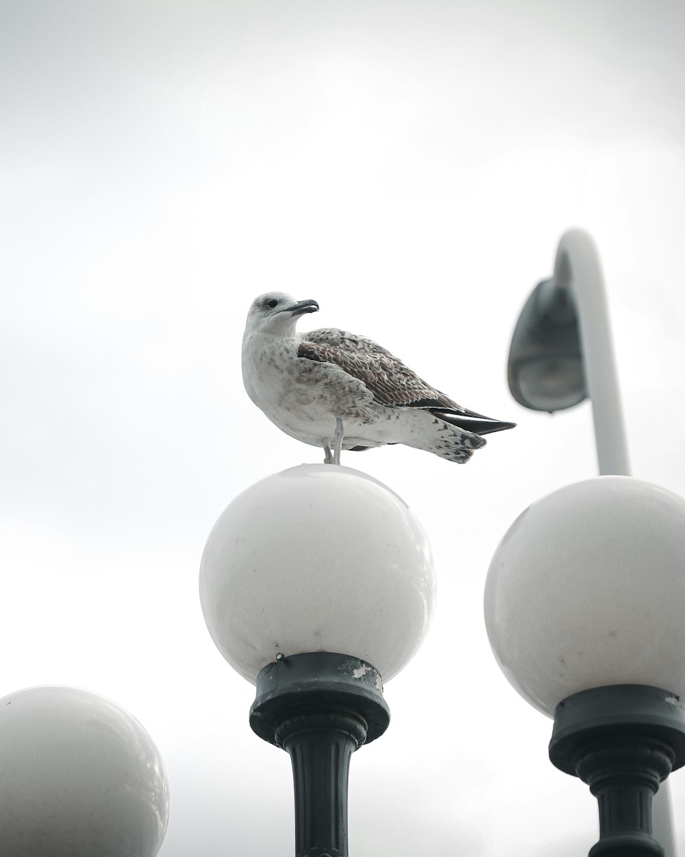 a seagull sitting on top of a street light
