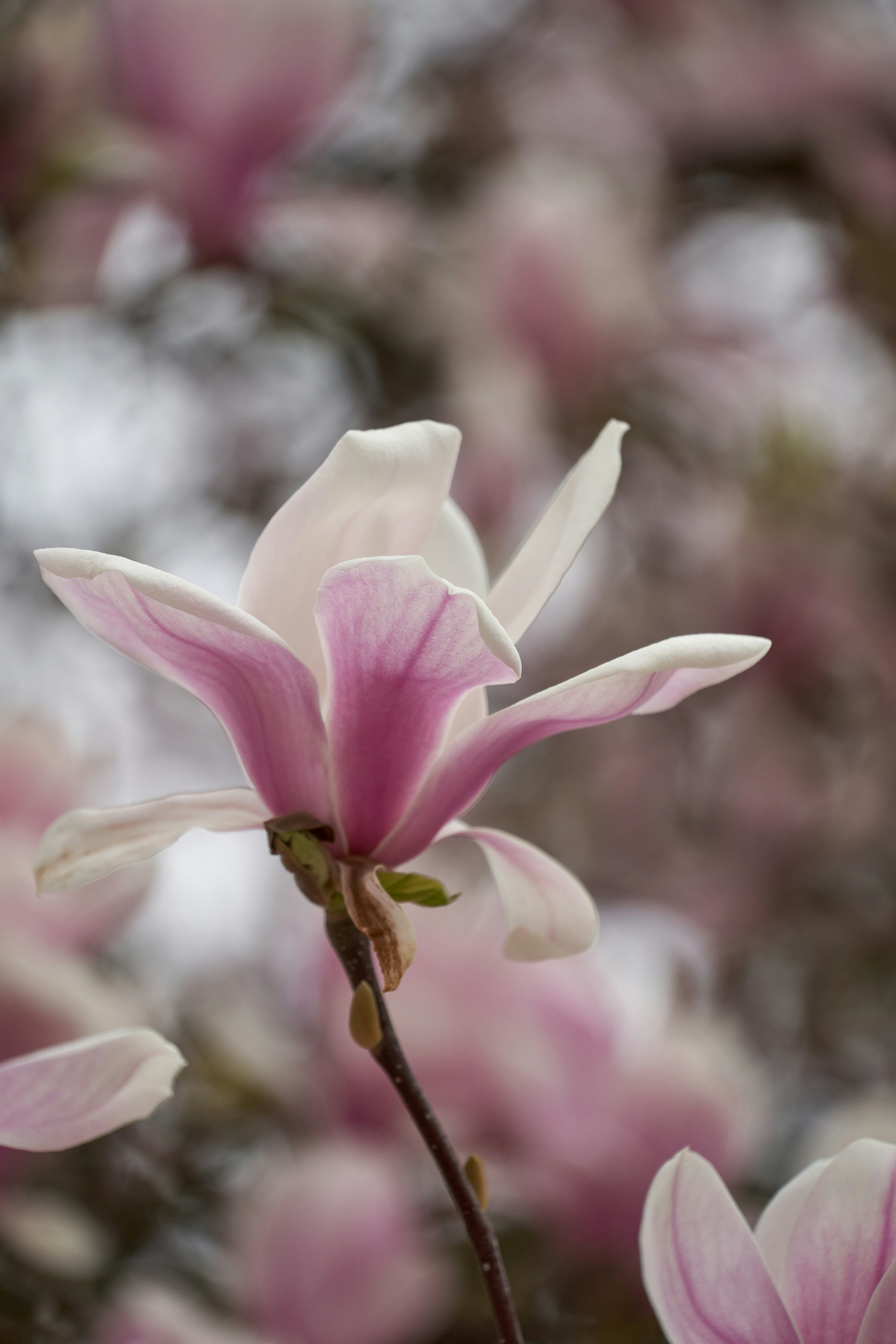 Photo by wolfgang_hasselmann