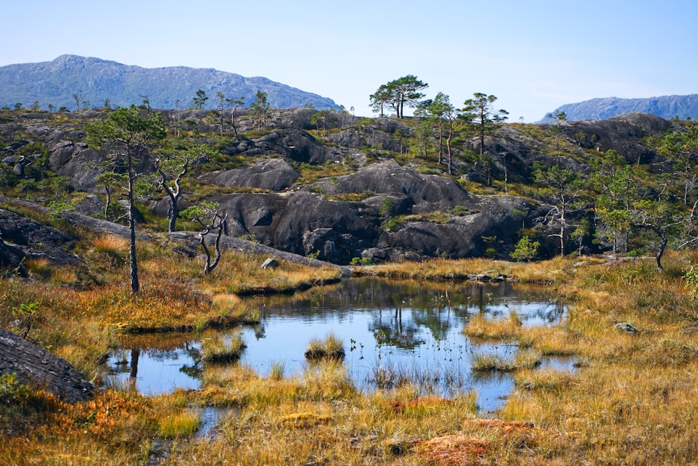 a small pond in the middle of a grassy field