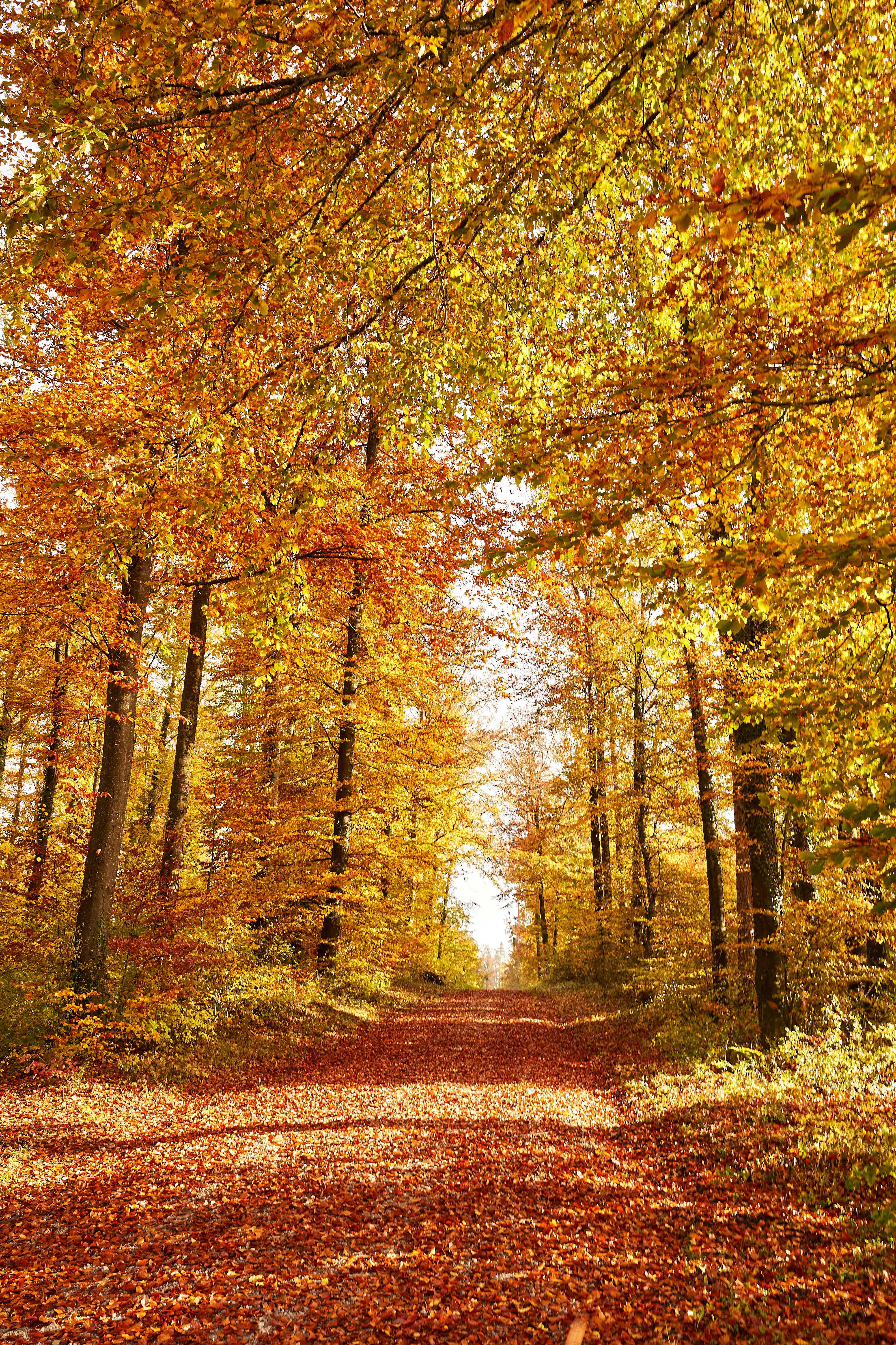 Photo by wolfgang_hasselmann