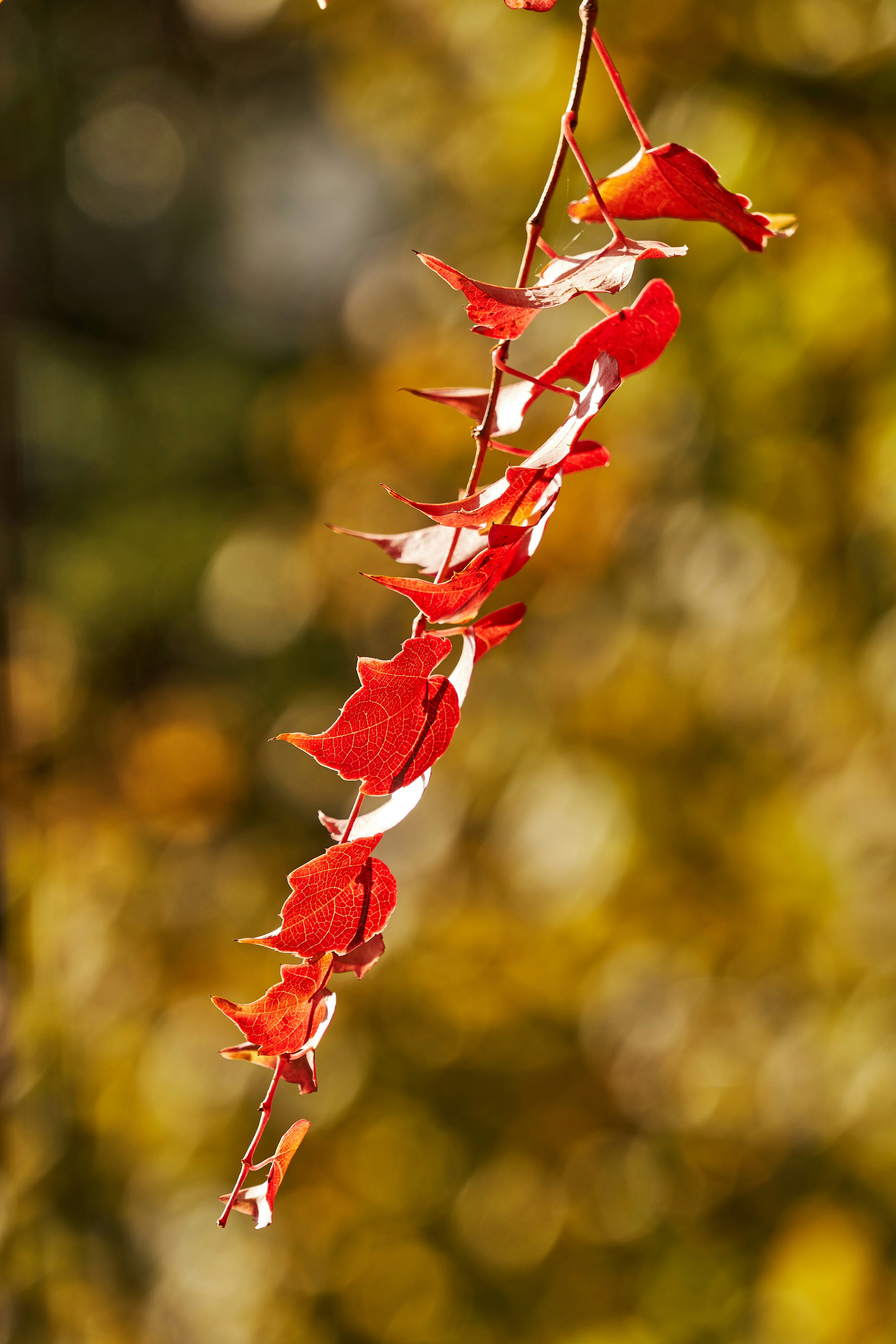 Photo by wolfgang_hasselmann