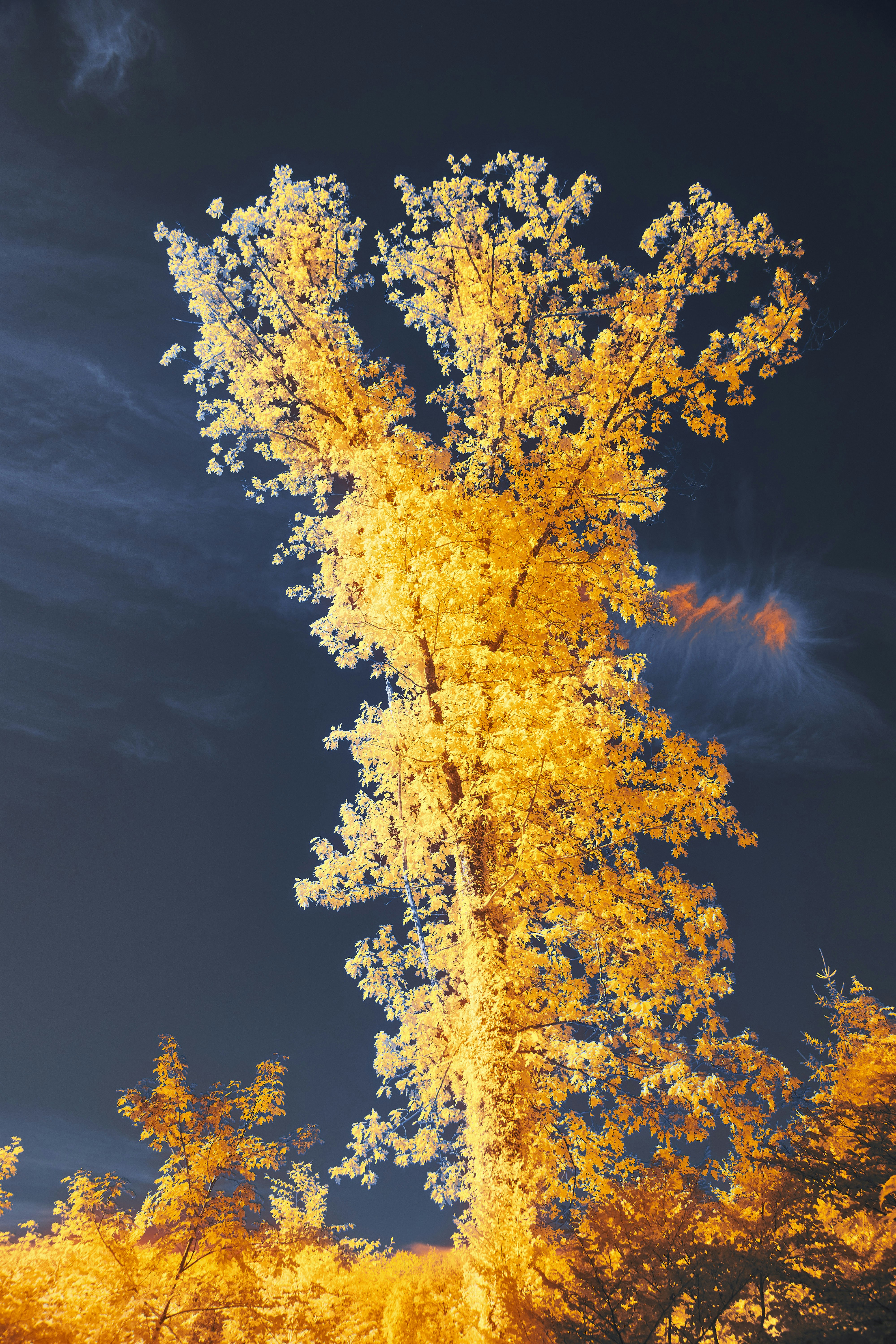 森の真ん中にある背の高い黄色い木の写真 – Unsplashの色の無料画像