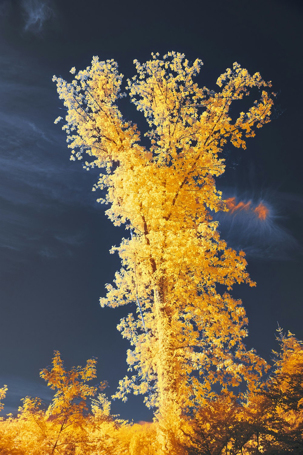 a tall yellow tree in the middle of a forest