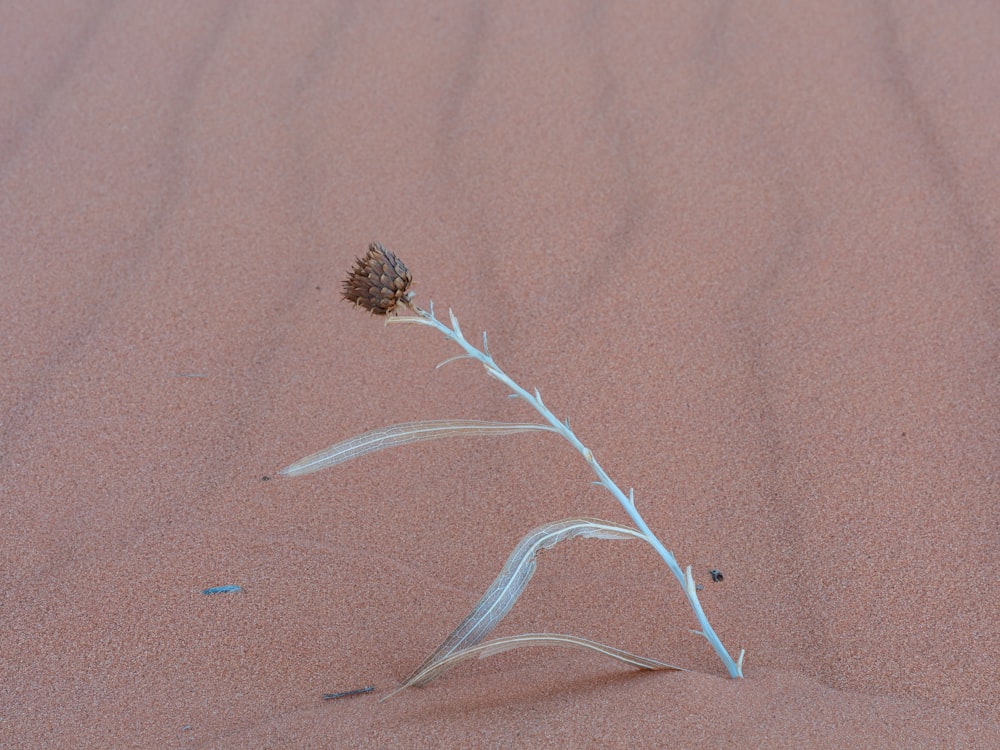 Eine kleine Pflanze sprießt aus dem Sand