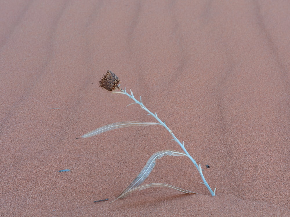 a small plant sprouts out of the sand