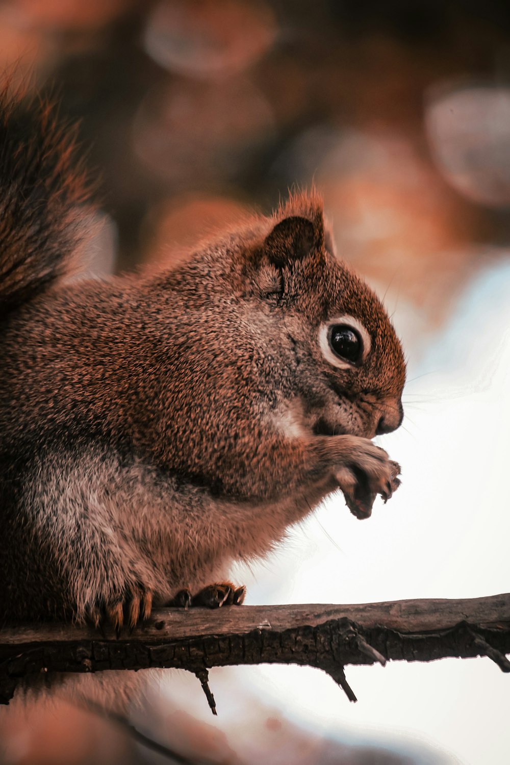 Nahaufnahme eines Eichhörnchens auf einem Ast