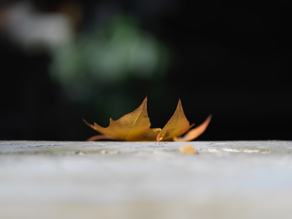 a yellow leaf laying on top of a cement floor