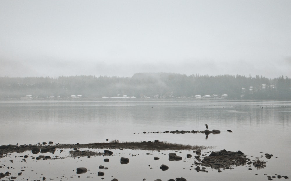 a body of water surrounded by a forest