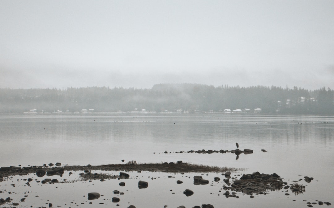 a body of water surrounded by a forest,