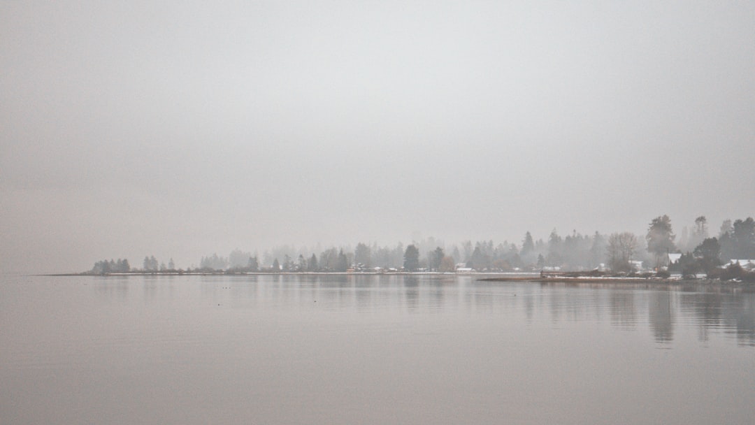 a body of water surrounded by trees on a foggy day,