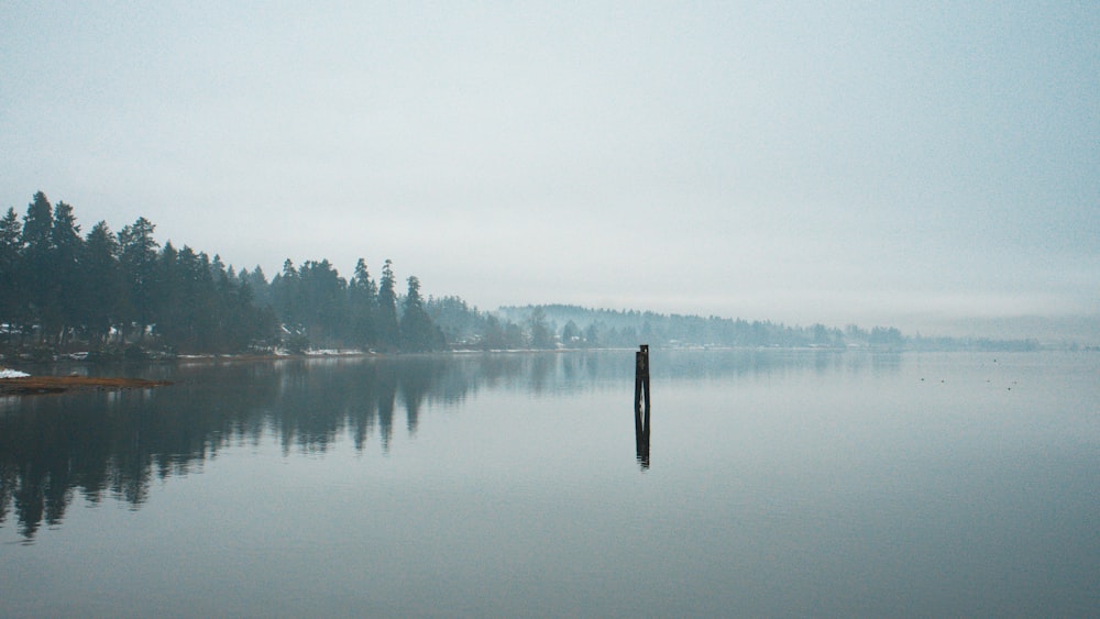 a body of water with trees in the background