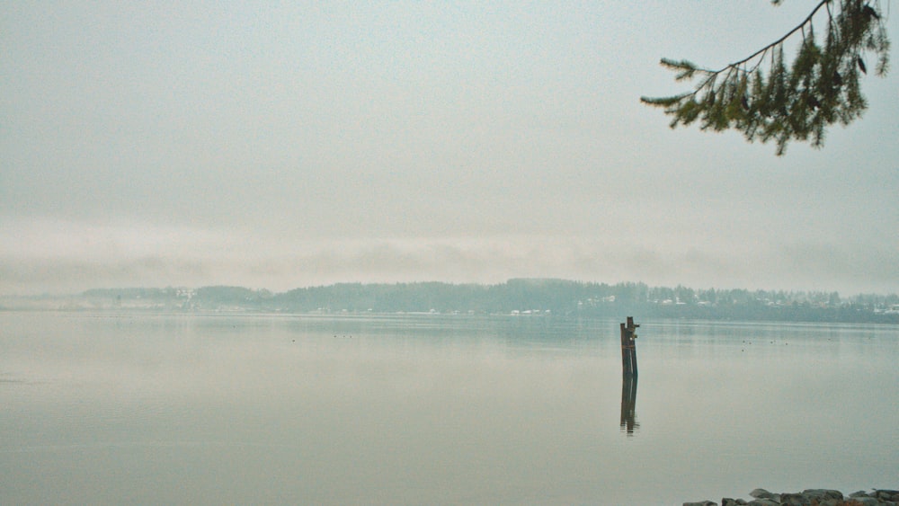 a body of water with a tree in the foreground